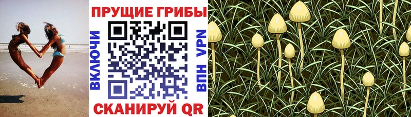 Галлюциногенные грибы Cubensis  Новая Ладога 